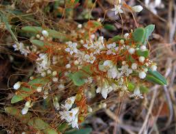 Image result for Cuscuta planiflora