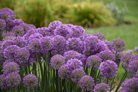 Check spelling or type a new query. Allium Serendipity Garden Crossings