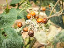 Any fruit that might set in the first. Small Orange Fruit Tree Stock Photo Picture And Royalty Free Image Image 49050391