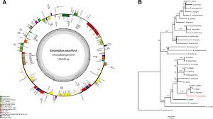 Maybe you would like to learn more about one of these? Assembly Of Chloroplast Genomes With Long And Short Read Data A Comparison Of Approaches Using Eucalyptus Pauciflora As A Test Case Bmc Genomics Full Text