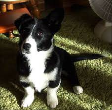 Borgi Information And Pictures Border Collie Pembroke Welsh Corgi Hybrid Dogs This Corgi Mix Puppies Border Collie Corgi Mix Border Collie Corgi Mix Puppies