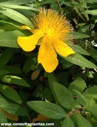 Image result for Hypericum roeperianum