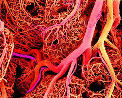 شبکه رگ های خونی چیست؟