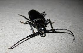 The palo verde beetle might look like a giant cockroach to many people, and it's seen most often in the phoenix area desert during the summer. Can I Feed My Chickens Palo Verde Beetles Backyard Chickens Learn How To Raise Chickens