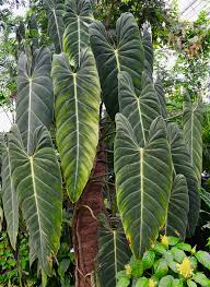 Philodendron Melanochrysum Evergreen Plants Philodendron Plant Plants