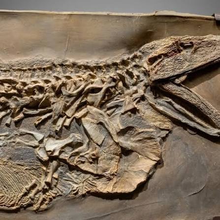 prehistoric #fossils #history #Museum