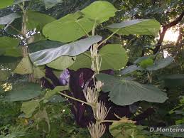 Image result for Piper umbellatum
