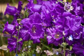 Purple Daffodils Spring Planting Flowers Daffodil Flower Pictures Daffodils