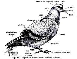 External Features Of Pigeon With Diagram Chordata Zoology