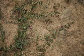 Image result for Dicerocaryum eriocarpum