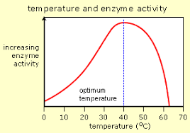 biology ordinary level notes enzymes and temperature