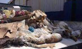 We did not find results for: Petition Stop Galoufa En Algerie Ø§ÙˆÙ‚ÙÙˆ Ø§Ù„Ù‚Ø§Ù„ÙˆÙØ© ÙÙŠ Ø§Ù„Ø¬Ø²Ø§Ø¦Ø± Ù†Ø·Ø§Ù„Ø¨ Ø¨ØªÙØ¹ÙŠÙ„ Ù‚Ø§Ù†ÙˆÙ† Ø­Ù…Ø§ÙŠØ© Ø§Ù„Ø­ÙŠÙˆØ§Ù†Ø§Øª