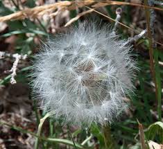 Image result for Taraxacum