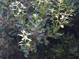 Image result for Euclea