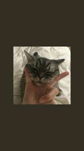 , hidup ke lagi kucing ini?, kenapa ini? 190 Ide Kucing Di 2021 Kucing Binatang Kucing Cantik