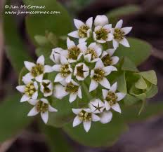 Image result for Erythrocephalum albiflorum