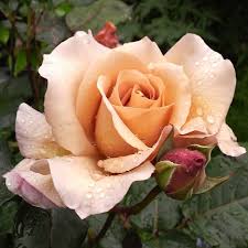 Check spelling or type a new query. Julia S Rose Ludwig S Roses
