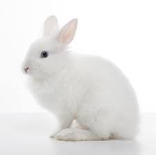 White Rabbit Isolated On White Background Animal Animals Cute Animals Rabbit Photos