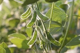 Ce n'est pas un militant écolo qui le dit, mais bien emmanuel de l'autre côté de la planète, tirée par notre demande — et celle de la chine — en aliments pour le bétail, la culture du soja a explosé en amérique latine. Soja Planter Et Cultiver Ooreka