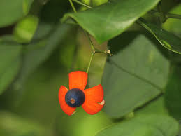 Image result for Olacaceae