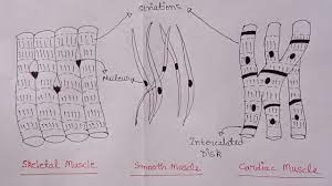 Smooth muscle is found in the walls of hollow organs like your intestines and stomach. How To Draw Skeletal Smooth And Cardiac Muscle Diagram Types Of Muscles Muscle Drawing Youtube