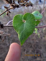 Image result for Pergularia daemia