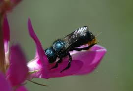 Mason bees are most active in early spring, in time to pollinate the early spring flowers on fruit trees and berry shrubs. Mason Bees Osmia Are Very Important Pollinators And Are Superior Download Scientific Diagram