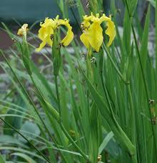 Image result for Iris pseudacorus