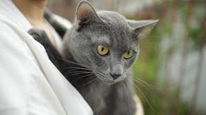‪Korat Cat Breed Health and Care | PetMD‬‏