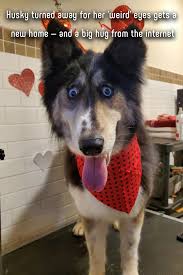 Why Do Huskies Have Blue Eyes In 2020 Husky Funny Animal Pictures Big Hugs