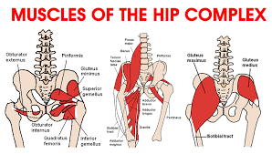 Decreases the angle of a joint; Ask The Physio Hip Flexors Dance Life