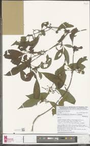 Image result for Sabicea dinklagei