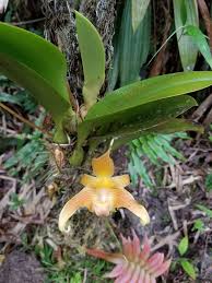 Image result for Bulbophyllum humblotii