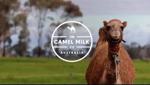 Australian camels are also exported to arab camel racing stables as breeding stock. Camel Milk Co Australia About Facebook