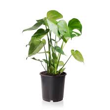 Aim for medium or bright indirect light. Zimmerpflanze Monstera Ohne Ubertopf Kaufen Sense Of Home