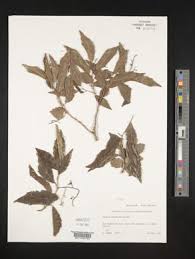 Image result for Bivinia jalbertii