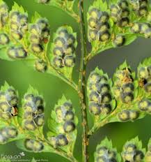 Image result for Arachniodes webbiana