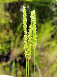 Image result for Sacciolepis rigens