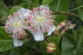 Image result for Tetracera