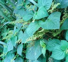 Image result for Urtica massaica