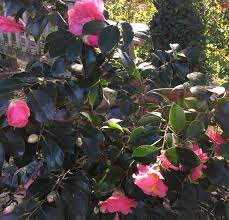 Francine Chandleri Elegans Pink Also From The Nurseryman Chandler This Is A Variegated Form Of Elegans Plants Variegated Garden