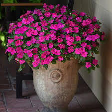 Image result for Impatiens wallerana
