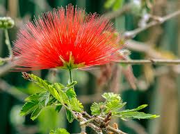 Image result for Calliandra tweedii
