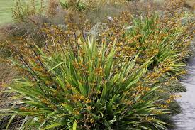 My handbag (kete, in maori) has lasted me many years, so have a go yourself. Phormium Cookianum