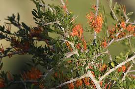 Image result for Agelanthus terminaliae