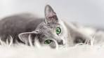 7 Stunning Cat Breeds with Grey Coats • Purrfect Cat Breeds
