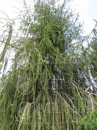Customers also viewed view options. Picea Viminalis Norway Spruce Conifer