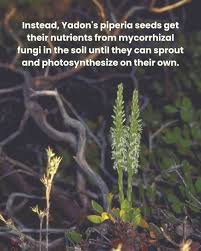 Image result for Hyparrhenia madaropoda