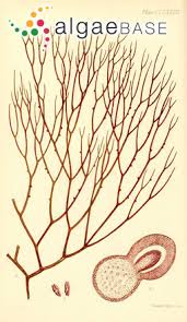 Image result for Secamone filiformis