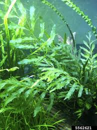 Image result for Bolbitis heudelotii